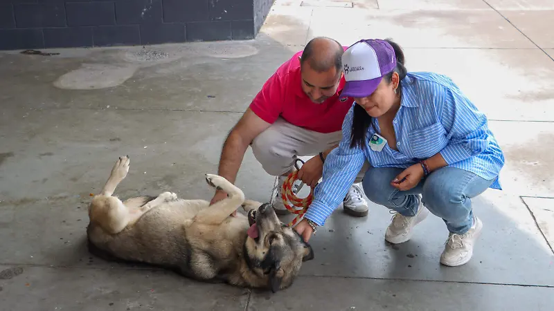 250713_ADOPCION DE PERROS HUELLITAS SEGURAS CINEDOT_IS-02